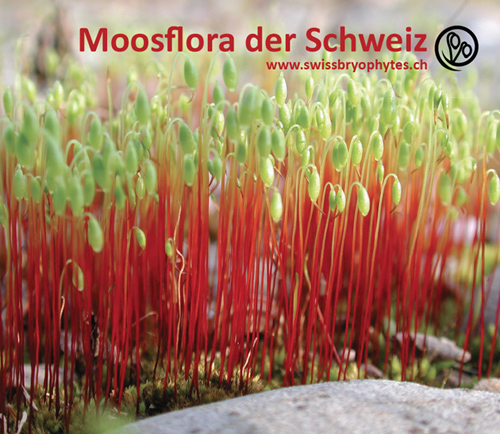 Moosflora