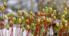 Bryum