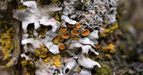 Lichen